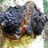 Kako razlikovati čagu od gljivice tinder: u čemu je razlika